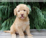 Small #1 Labradoodle