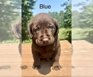 Medium Labrador Retriever