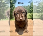 Puppy Blue Labrador Retriever