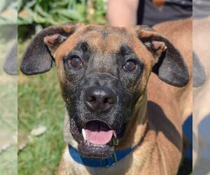 Boxer-Redbone Coonhound Mix Dogs for adoption in Huntley, IL, USA