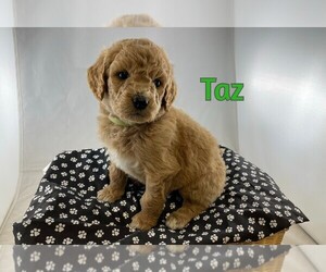 Goldendoodle-Poodle (Standard) Mix Puppy for sale in WINSTON SALEM, NC, USA