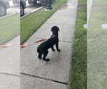 Small #3 Pointer-Rottweiler Mix