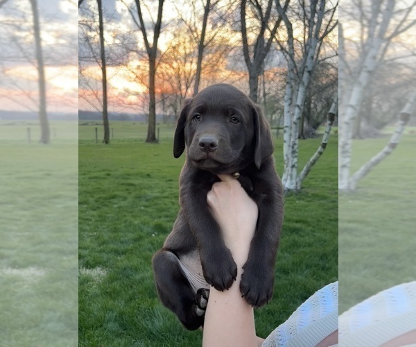 Medium Photo #9 Labrador Retriever Puppy For Sale in FREDERICKSBG, OH, USA