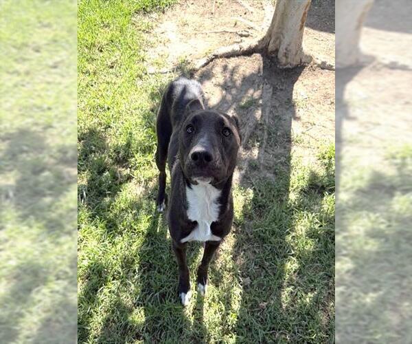 Medium Photo #1 Mutt Puppy For Sale in Riverside, CA, USA
