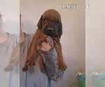 Puppy DAISY Redbone Coonhound