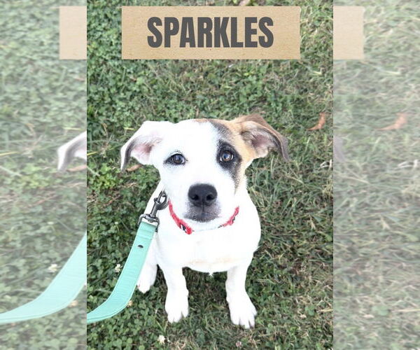 Medium Photo #2 Great Pyrenees-Unknown Mix Puppy For Sale in Woodbury, NY, USA