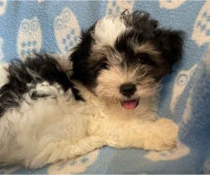 Maltese Puppy for Sale in FORT PAYNE, Alabama USA