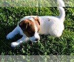 Small #15 Russell Terrier