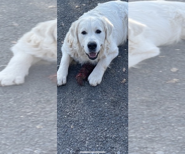 Medium Photo #1 Goldendoodle Puppy For Sale in COULTERVILLE, CA, USA