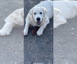 Father of the Goldendoodle puppies born on 04/29/2025