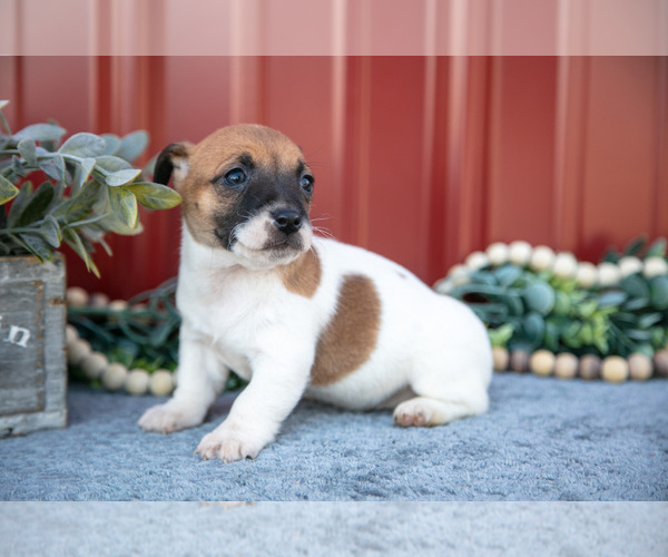 Medium Photo #6 Jack Russell Terrier Puppy For Sale in ETNA GREEN, IN, USA