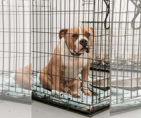 Medium Photo #5 Mutt Puppy For Sale in Visalia, CA, USA