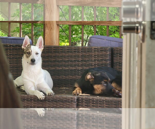 Medium Photo #3 Huskies -Unknown Mix Puppy For Sale in Sandy, UT, USA