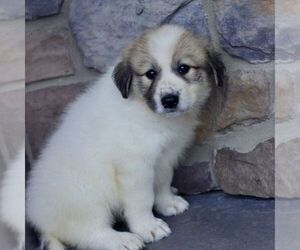 Great Pyrenees Puppy for sale in DENVER, PA, USA