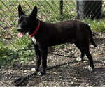 Small #7 Labrador Retriever Mix