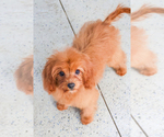 Small Photo #9 Cavapoo Puppy For Sale in SYRACUSE, IN, USA