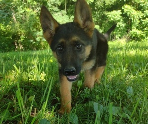 German Shepherd Dog Puppy for Sale in HILHAM, Tennessee USA