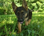 Small Photo #1 German Shepherd Dog Puppy For Sale in HILHAM, TN, USA
