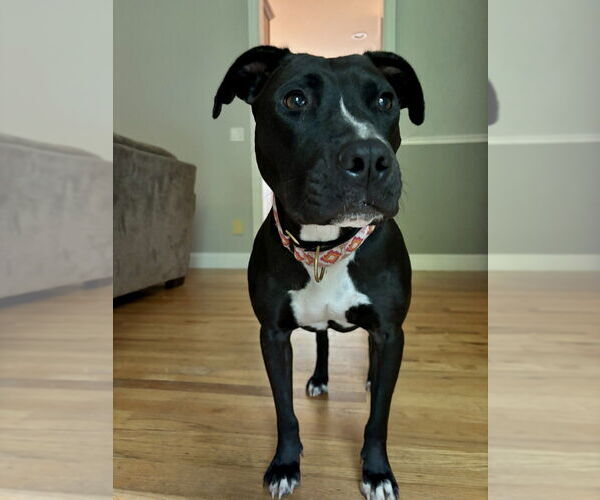 Medium Photo #2 American Pit Bull Terrier-Labrador Retriever Mix Puppy For Sale in Brewster, NY, USA