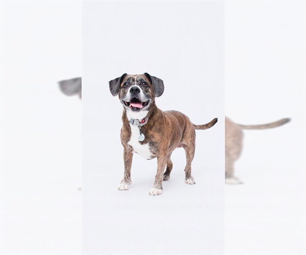 Medium Photo #1 Boxer-Unknown Mix Puppy For Sale in Forestville, MD, USA