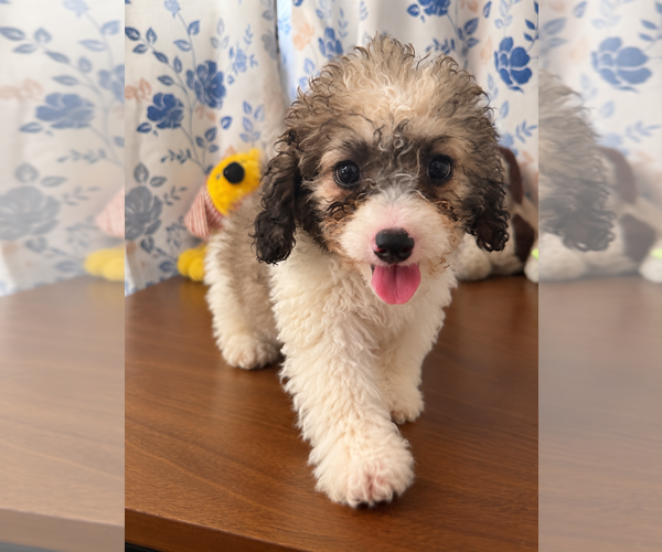 Medium Photo #27 Cockapoo (Miniature) Puppy For Sale in DURHAM, CT, USA