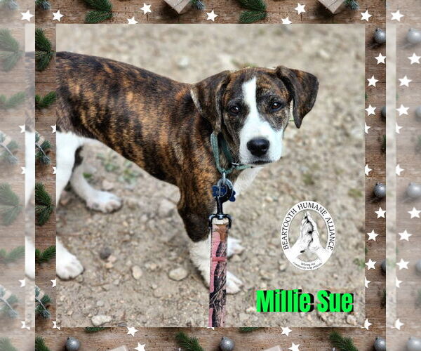 Medium Photo #3 Mountain Cur-Unknown Mix Puppy For Sale in Red Lodge, MT, USA