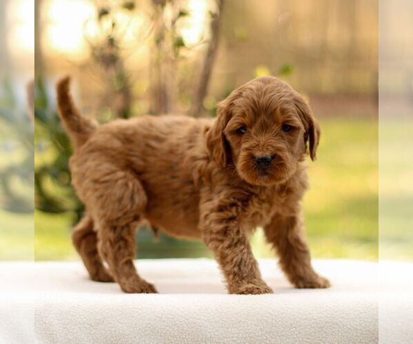 Medium Photo #3 Goldendoodle Puppy For Sale in NEW HOLLAND, PA, USA