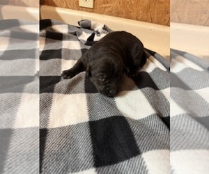 Medium Labrador Retriever