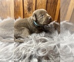 Small #6 Labrador Retriever