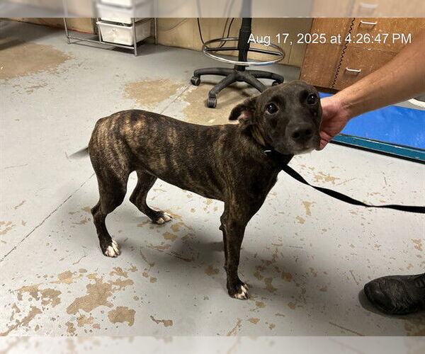 Medium Photo #2 American Pit Bull Terrier-Unknown Mix Puppy For Sale in Ocala, FL, USA