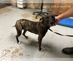 Small Photo #2 American Pit Bull Terrier-Unknown Mix Puppy For Sale in Ocala, FL, USA