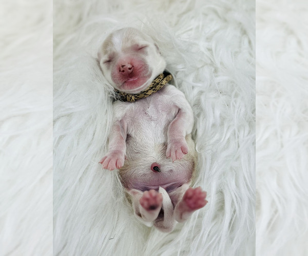 Medium Photo #7 Australian Labradoodle Puppy For Sale in BRUSH PRAIRIE, WA, USA