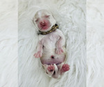 Small Photo #7 Australian Labradoodle Puppy For Sale in BRUSH PRAIRIE, WA, USA