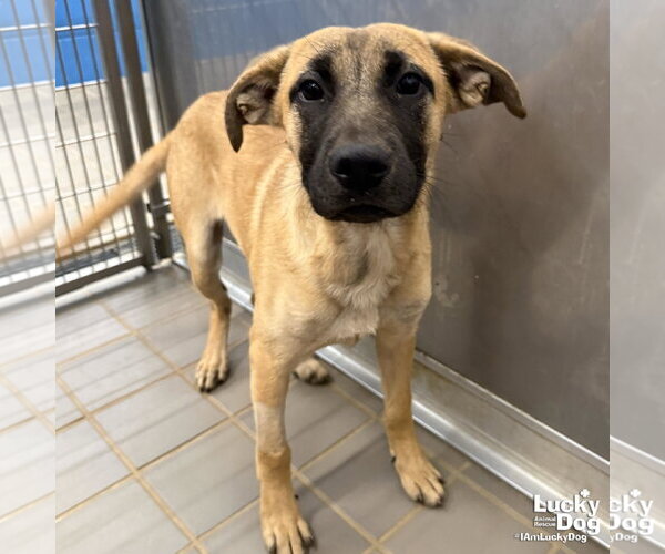 Medium Photo #3 Labrador Retriever-Unknown Mix Puppy For Sale in Washington, DC, USA