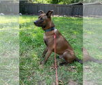 Small #4 Labrador Retriever Mix