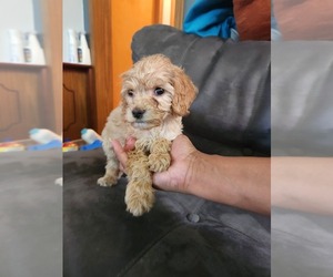 Goldendoodle (Miniature) Puppy for sale in DETROIT, MI, USA