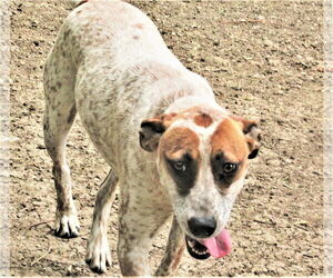 Pepper - Male Catahoula Leopard Dog-Unknown Mix Dog for Adoption - Photo #3