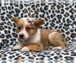 Small Photo #7 Texas Heeler Puppy For Sale in LAKELAND, FL, USA