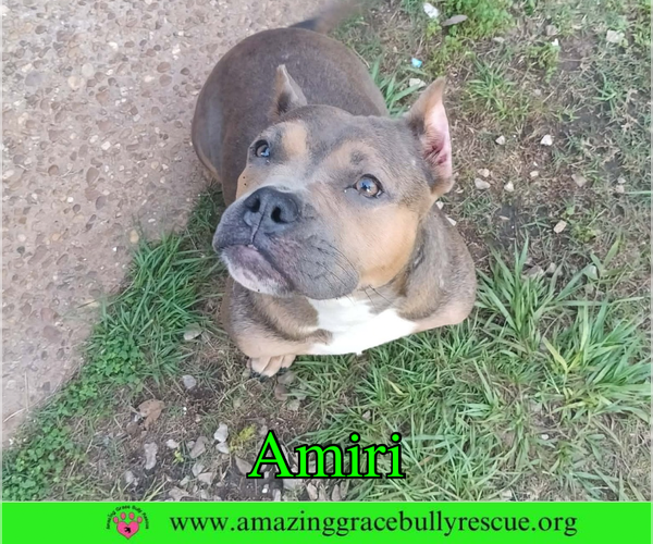 Medium Photo #4 American Staffordshire Terrier Puppy For Sale in Milton, FL, USA