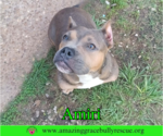 Small #3 American Staffordshire Terrier