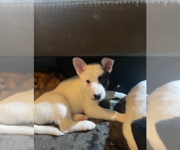 Medium Photo #1 Australian Cattle Dog Puppy For Sale in OSTERBURG, PA, USA