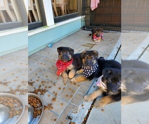Belgian Malinois-King Shepherd Mix Puppy for sale in SHEFFIELD, MA, USA