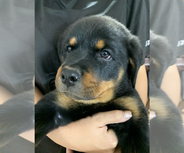 Medium Photo #5 Rottweiler Puppy For Sale in AVONDALE, AZ, USA