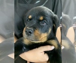 Small Photo #5 Rottweiler Puppy For Sale in AVONDALE, AZ, USA