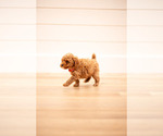 Small #4 Poodle (Miniature)