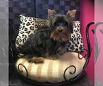 Small Photo #1 Yorkshire Terrier Puppy For Sale in CROSBY, TX, USA