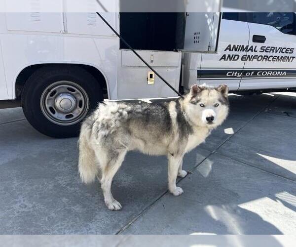 Medium Photo #1 Siberian Husky Puppy For Sale in Corona, CA, USA