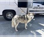 Small Siberian Husky