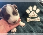 Small Photo #9 Border Collie Puppy For Sale in GIDDINGS, TX, USA