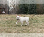 Small Photo #8 French Bulldog Puppy For Sale in WARSAW, IN, USA